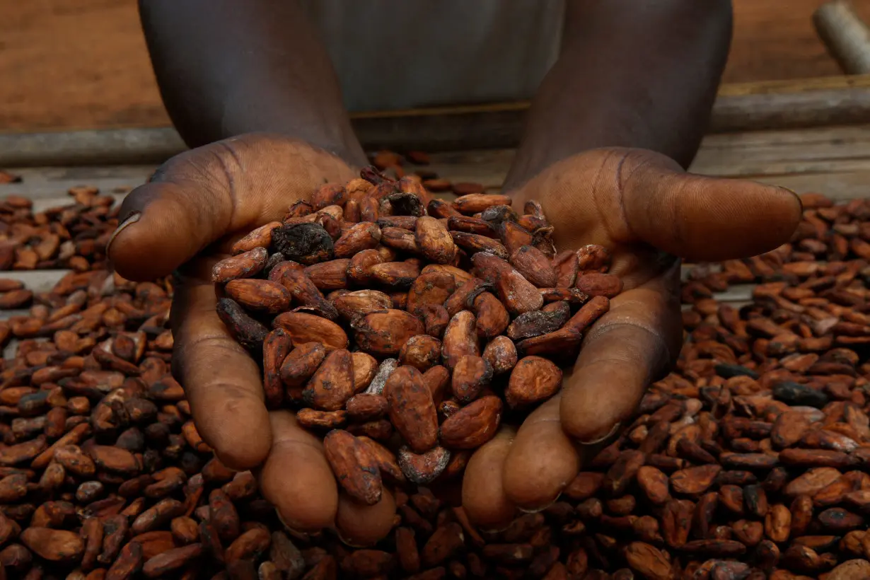 FILE PHOTO: A farmers holds cocoa beans while he is drying them at a village in Sinfra