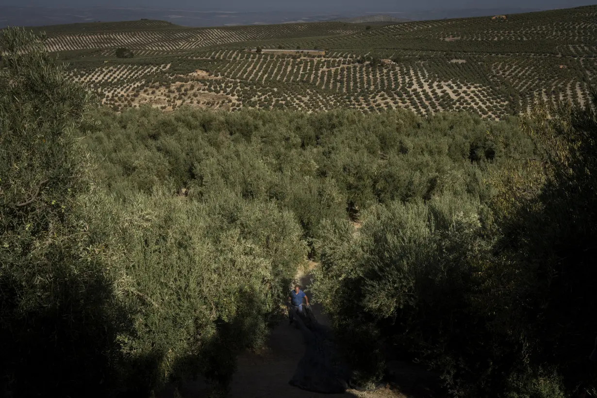 Spain Olive Oil