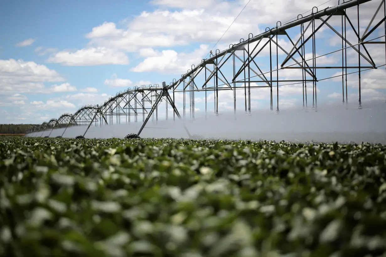 FILE PHOTO: A view of soybean crops is seen in Barreiras