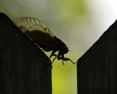 Think cicadas are weird? Check out superfans, who eat the bugs, use them in art and even striptease