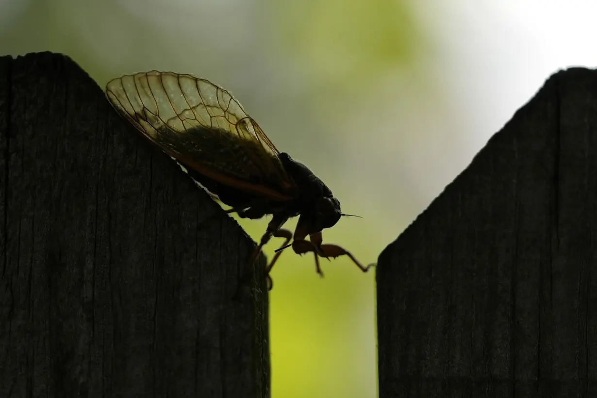 Cicada Invasion Chasers