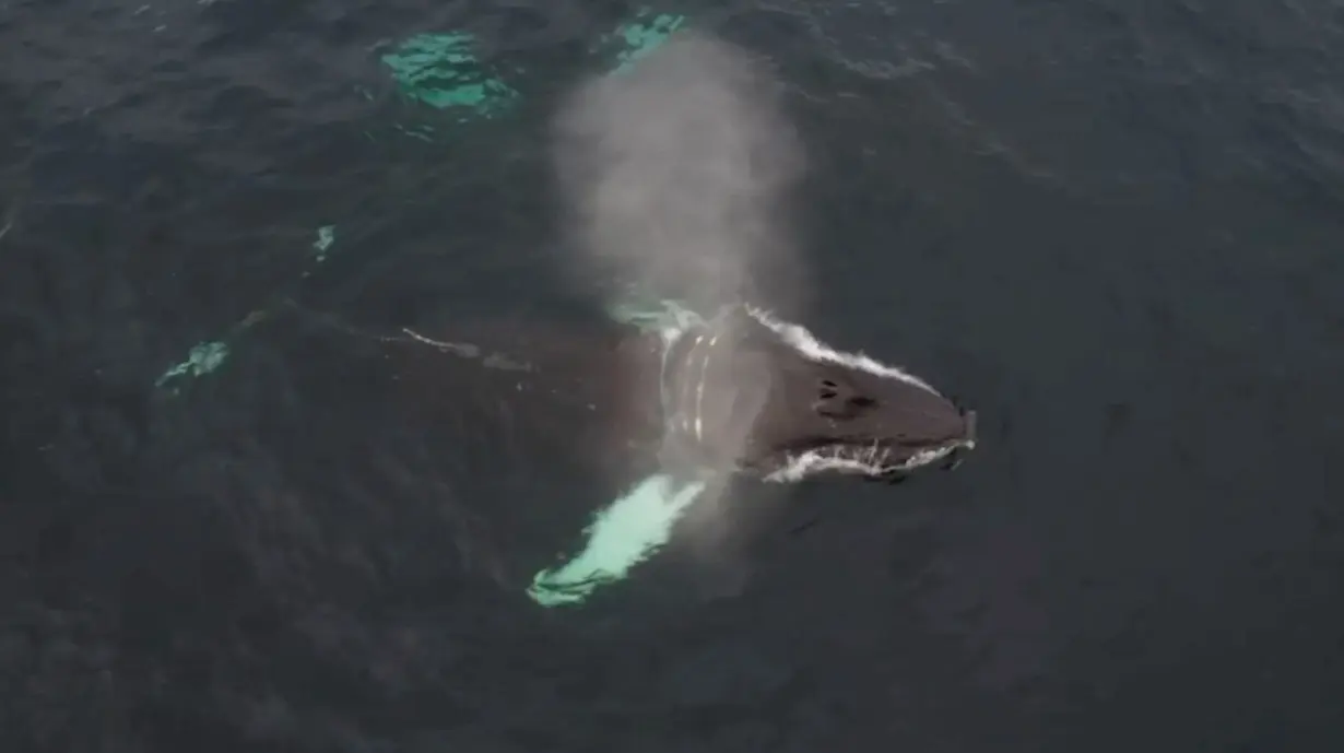 A view shows a humpback whale entangled in a fishing net in the waters of the Barents Sea