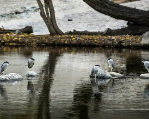 Cities contain pockets of nature – our study shows which species are most tolerant of urbanization