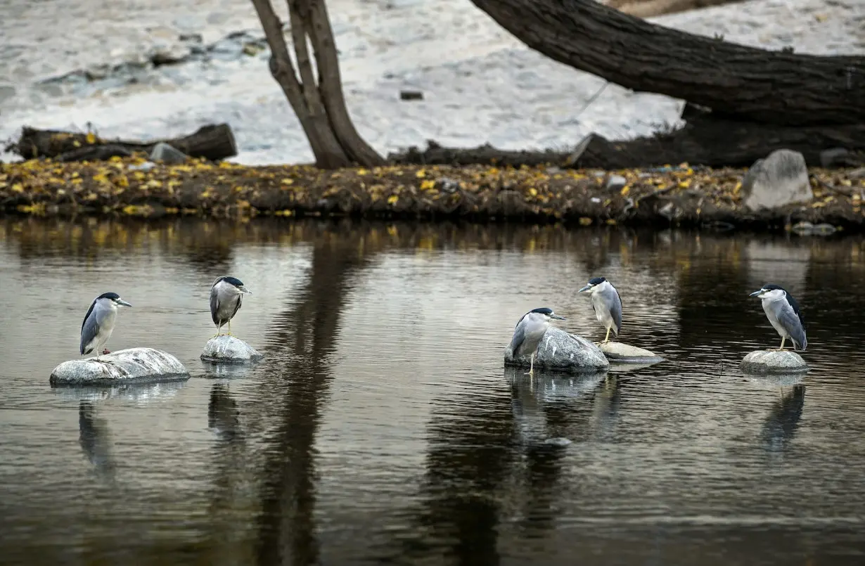 Cities contain pockets of nature – our study shows which species are most tolerant of urbanization