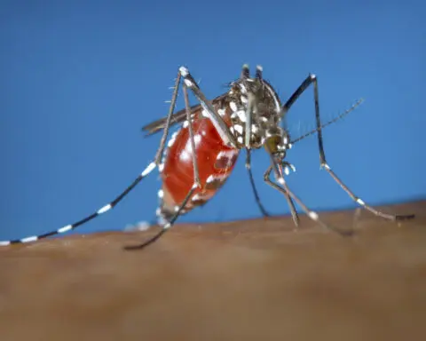Health officials tell US doctors to be alert for dengue as cases ramp up worldwide