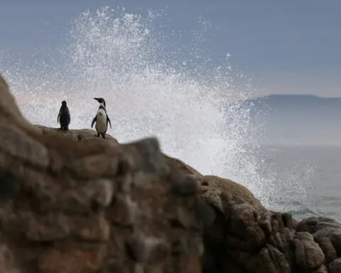 Chile's Humboldt penguins could face extinction as population plummets
