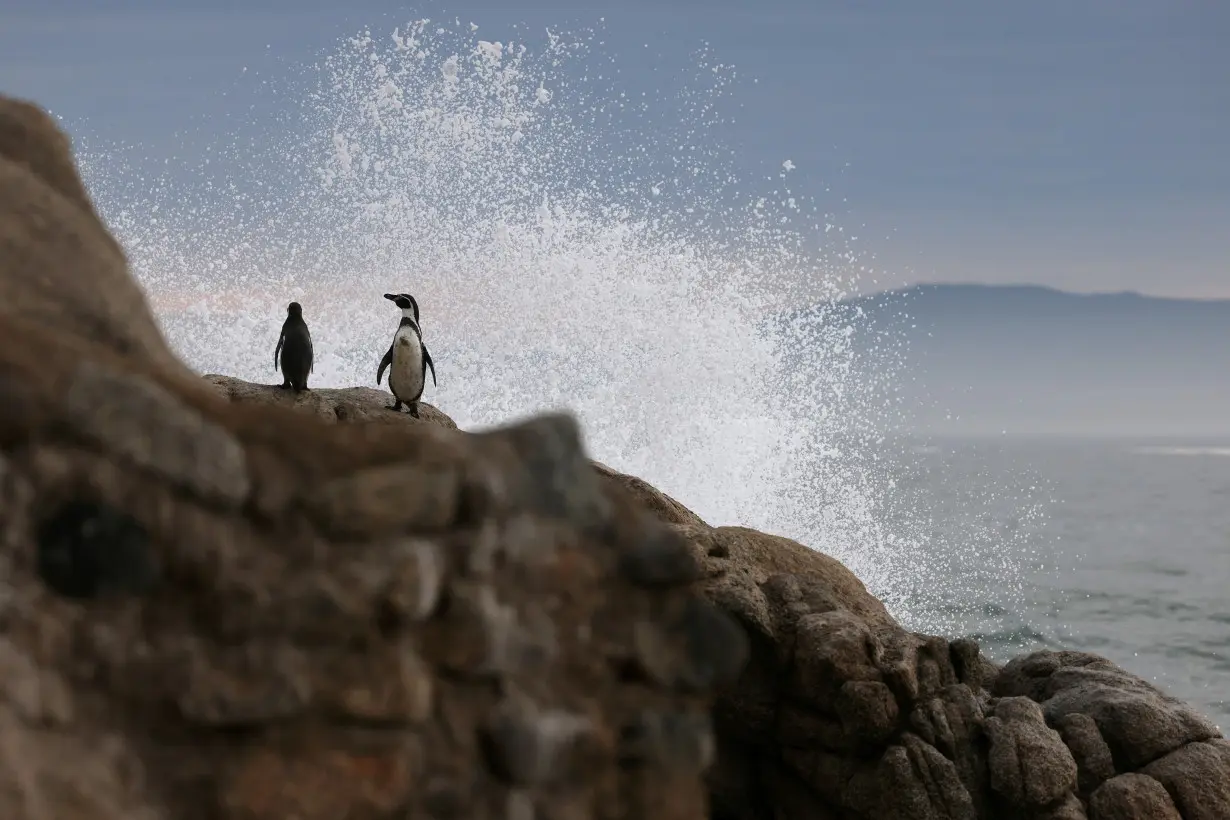 Chilean scientists assess the state of Humboldt penguins, in Chile