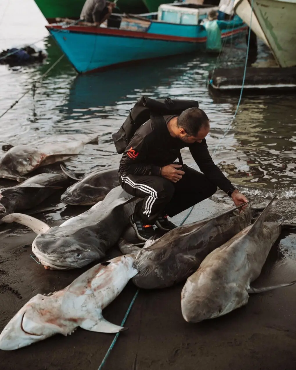 Marine scientist Diego Cardeñosa working with fisheries in South America to monitor shark catches.