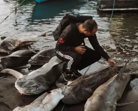 A third of shark species face extinction. Here’s what one man is doing to help