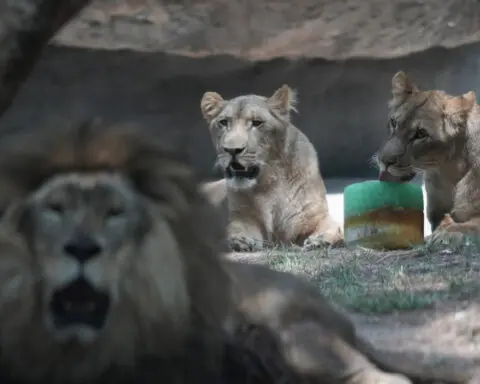 In Mexico heat wave monkeys still dying, birds are getting air-conditioning, lions get popsicles