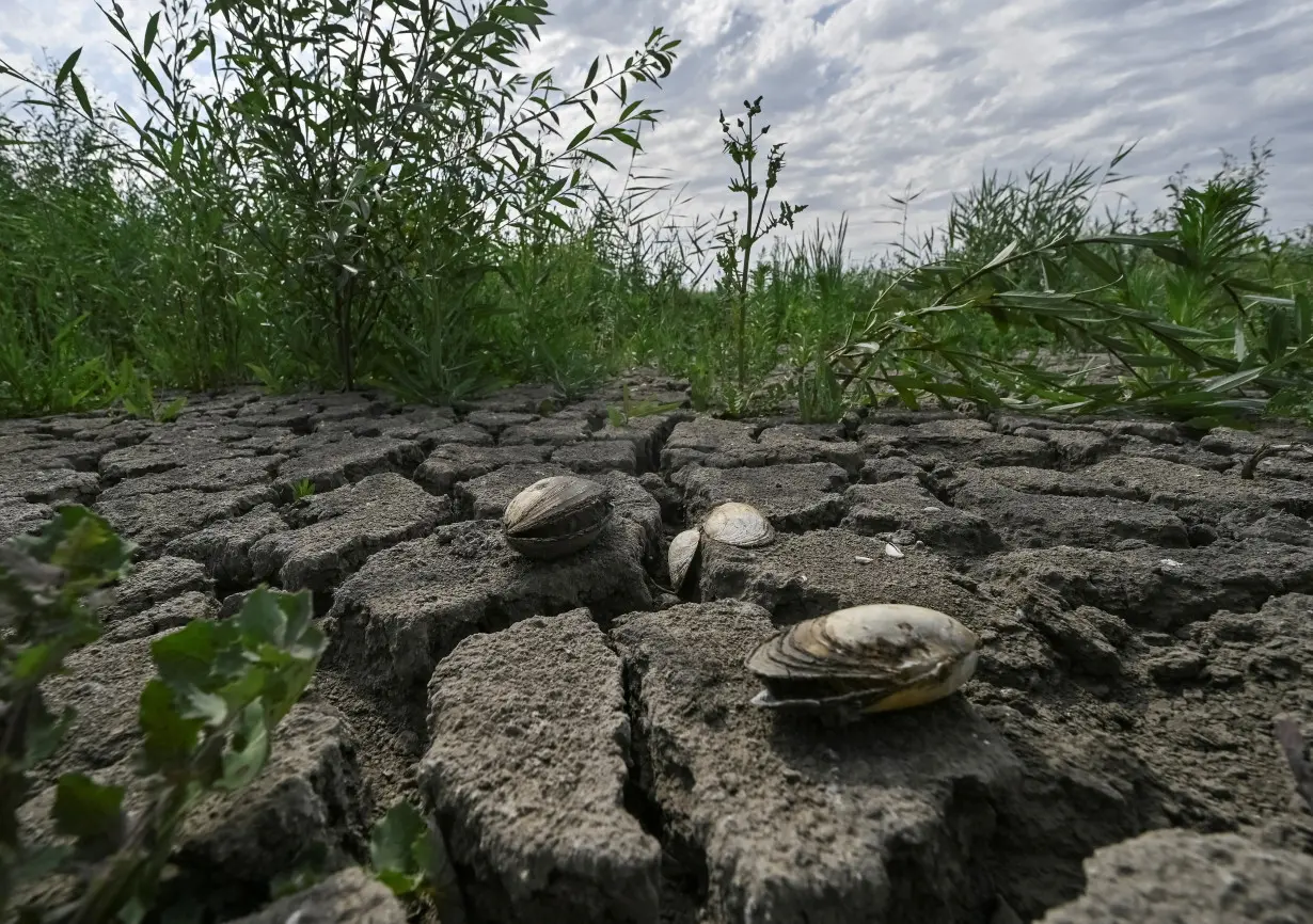 FILE PHOTO: A view shows the dried-up Dnipro river bed which is overgrown with greenery in the village of Malokaterynivka, Zaporizhzhia region