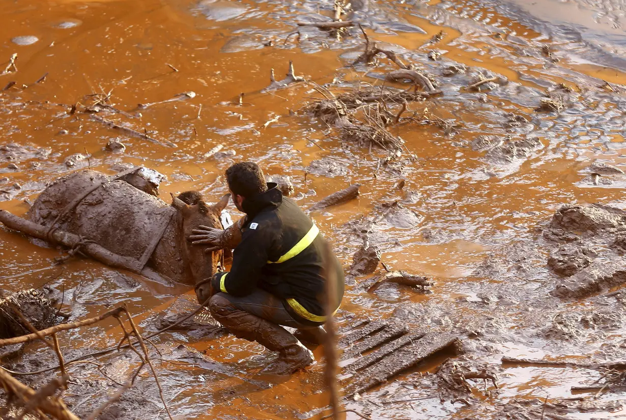 A rescue worker touches the face of a horse as they try to save it at Bento Rodrigues district, witch was covered with mud after a dam owned by Vale SA and BHP Billiton Ltd burst in Mariana