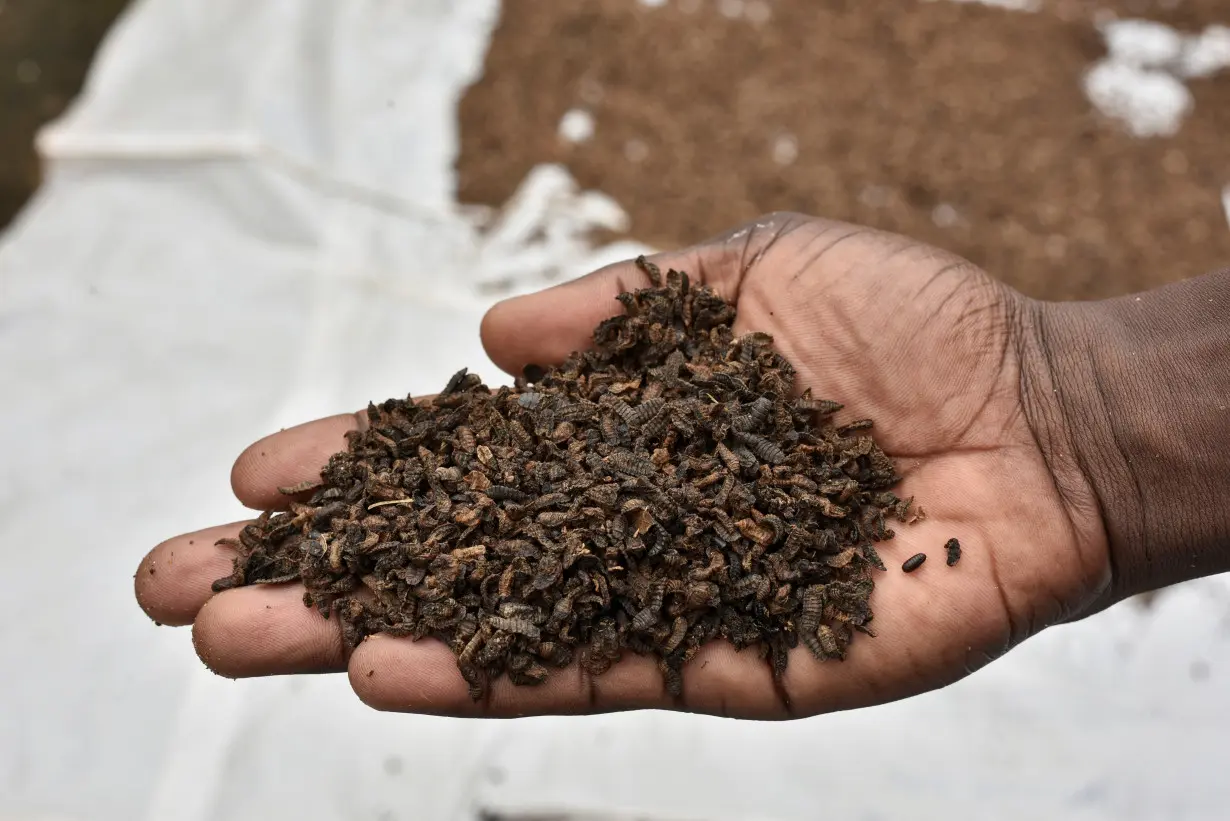 FILE PHOTO: Jules Amour Mahinou, an agronomist, shows a palmful of black soldier fly larvae, intended for animal feed, that is left to dry after harvest, at Elevar Group's production unit in Ouidah