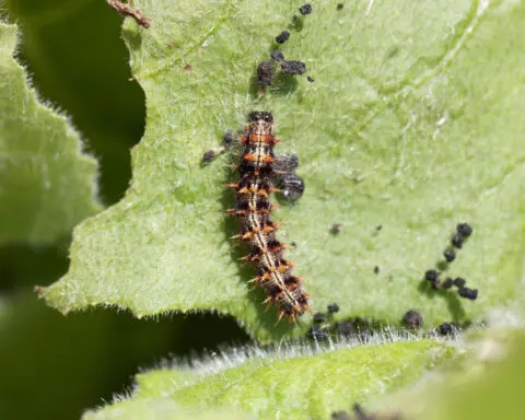 How a group of butterflies flew 2,600 miles across the Atlantic Ocean without stopping