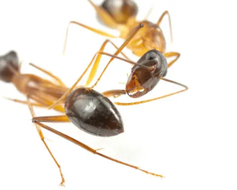 Ants perform limb amputations on injured comrades to save their lives