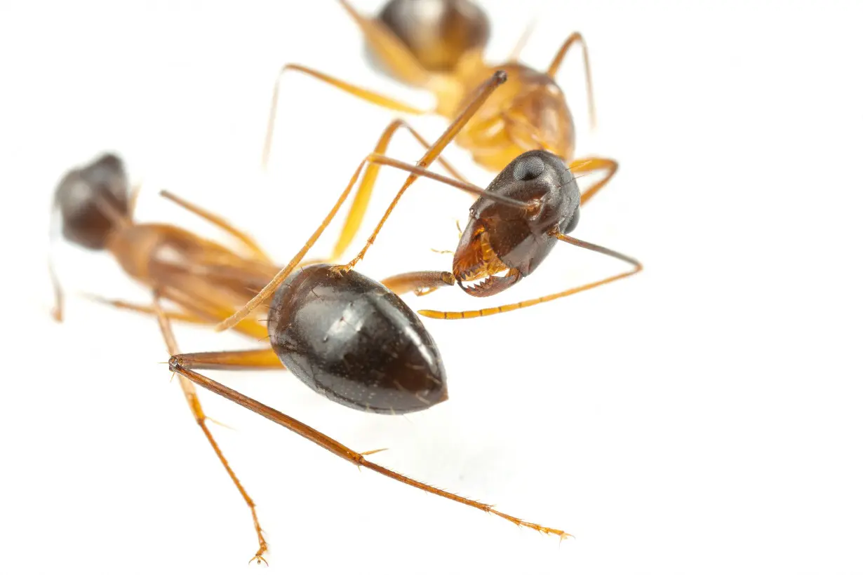 Ants perform limb amputations on injured comrades to save their lives