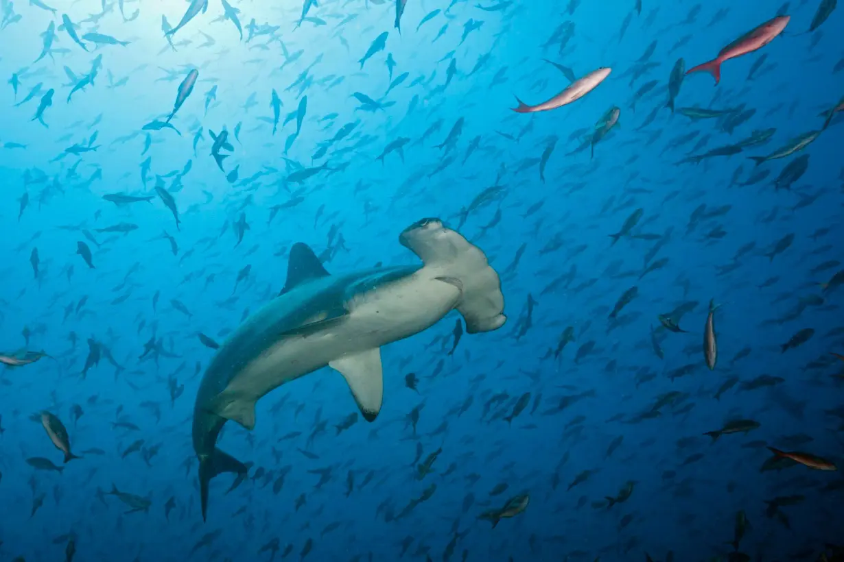 Several shark species are facing extinction. Here’s how you can help