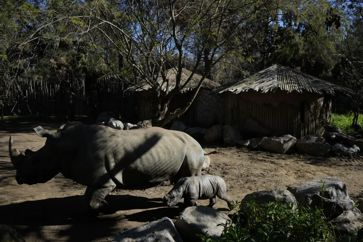 Chile Zoo White Rhino