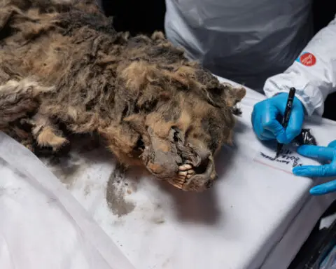 Russian scientists conduct autopsy on 44,000-year-old permafrost wolf carcass
