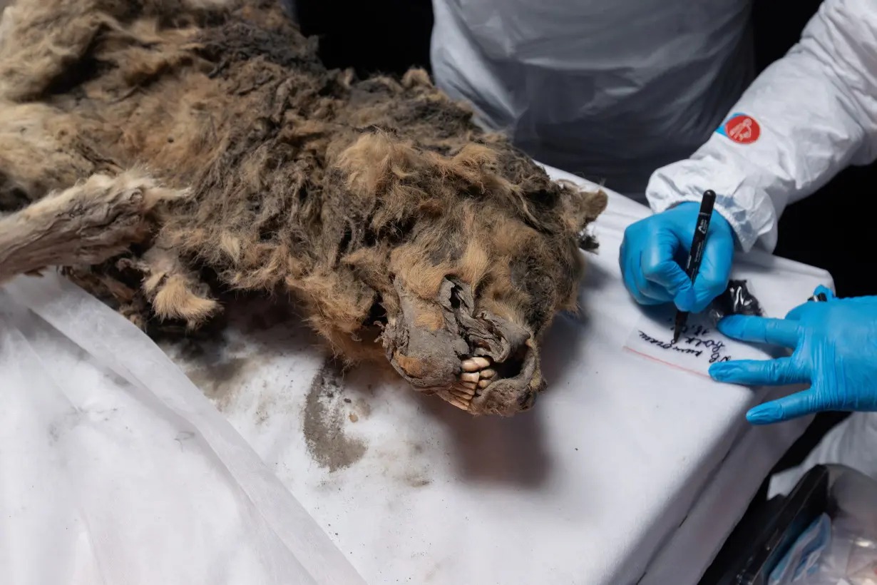 Scientists perform autopsy on prehistoric wolf found in permafrost, in Yakutsk