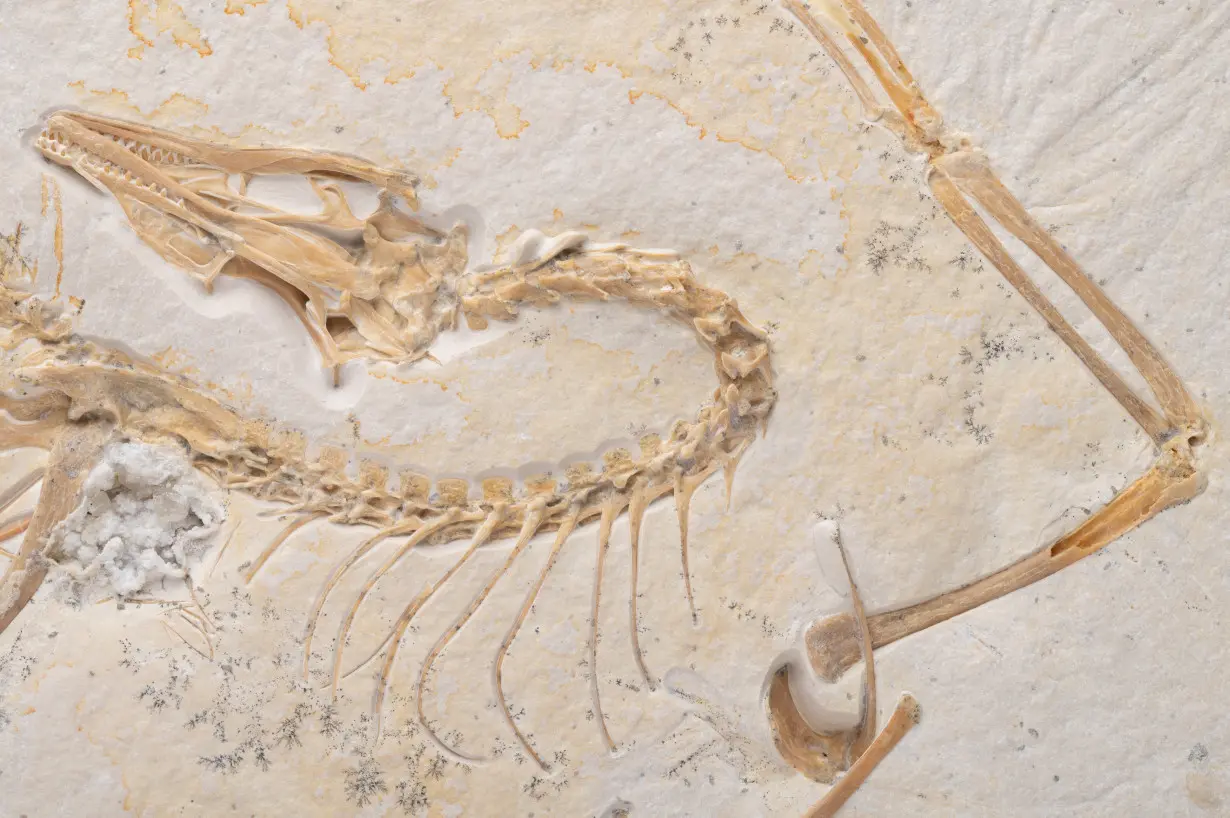 Chicago museum acquires new specimen of famed Archaeopteryx