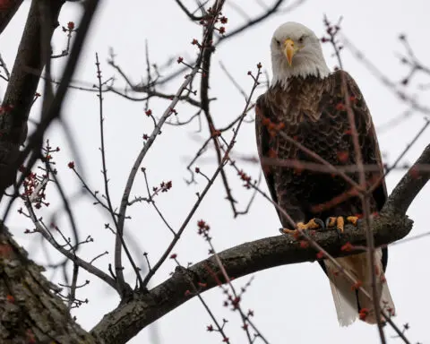 Biden restores endangered species protections rolled back by Trump