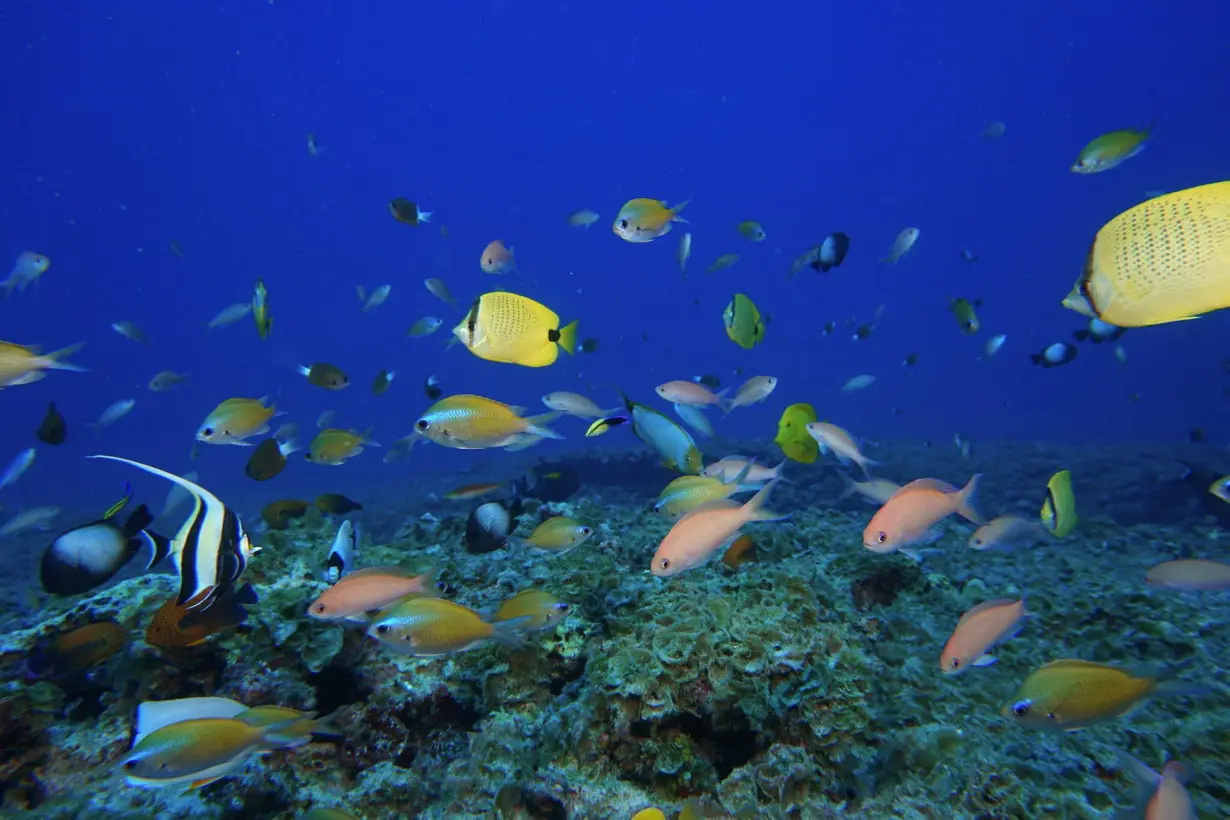 What happens to the ocean if we take out all the fish? A marine ecologist explains the complex roles fish play in their ecosystem