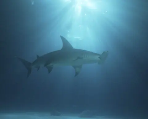 Massive makos, Queen Bosses and a baby angel shark on Discovery 'Shark Week,' where women shine