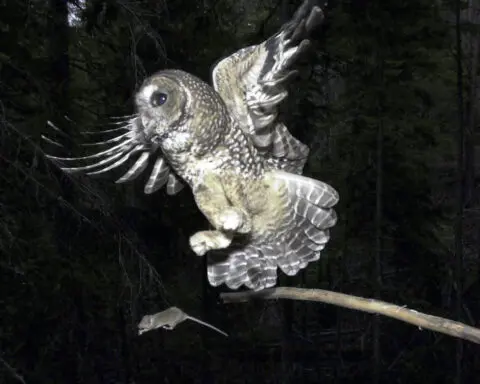 To save spotted owls, US officials plan to kill hundreds of thousands of another owl species