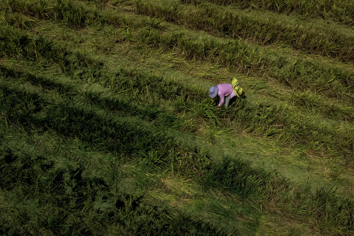 FILE PHOTO: An aerial view shows farmer picking ears of rice left over by a paddy harvester as the region experiences a drought outside Jiujiang city