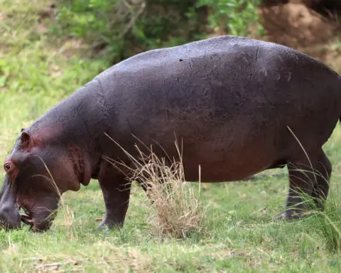 High-speed hippos can get airborne, says new study