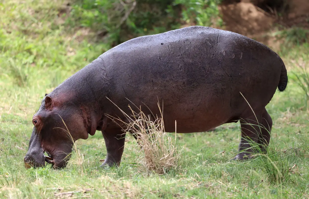 High-speed hippos can get airborne, says new study