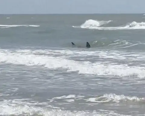 Shark attacks reported at Texas' South Padre Island; 2 people bitten, at least 1 severely