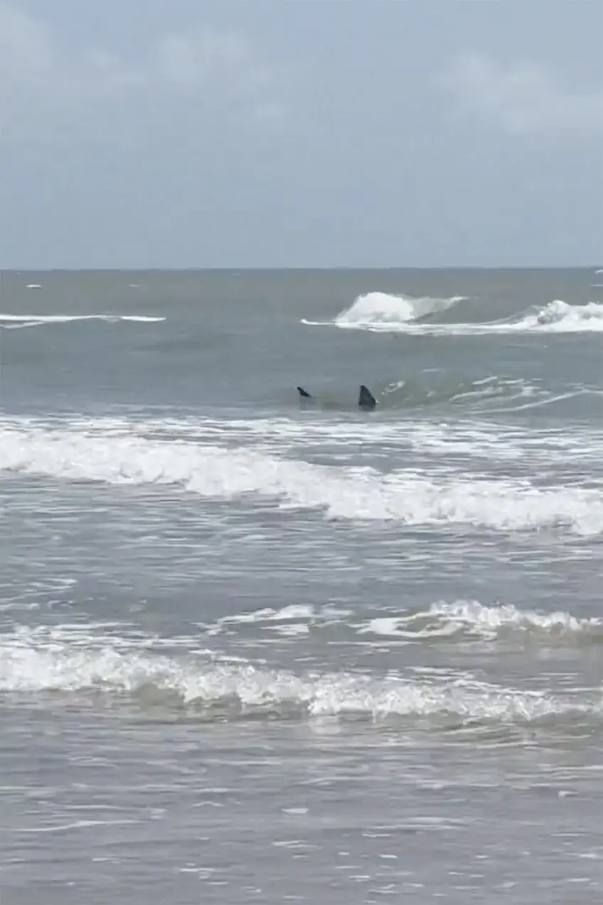 Shark-Bite-South-Padre-Island