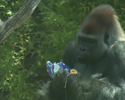 Zoo animals enjoy Fourth of July-themed enrichment activities