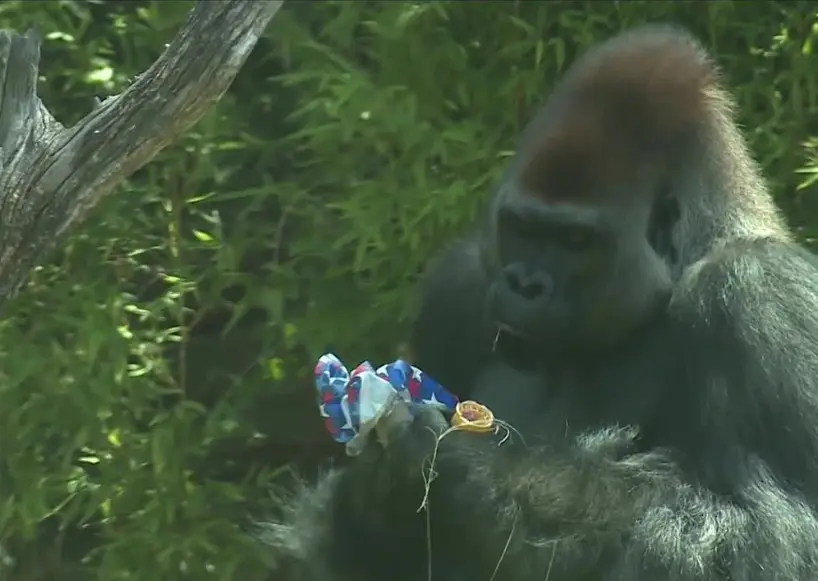 Zoo animals enjoy Fourth of July-themed enrichment activities