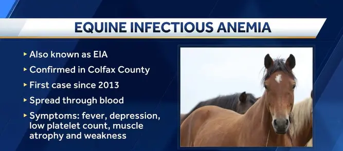 Horse tests positive for viral disease that spreads through blood, first known case in 11 years in the state