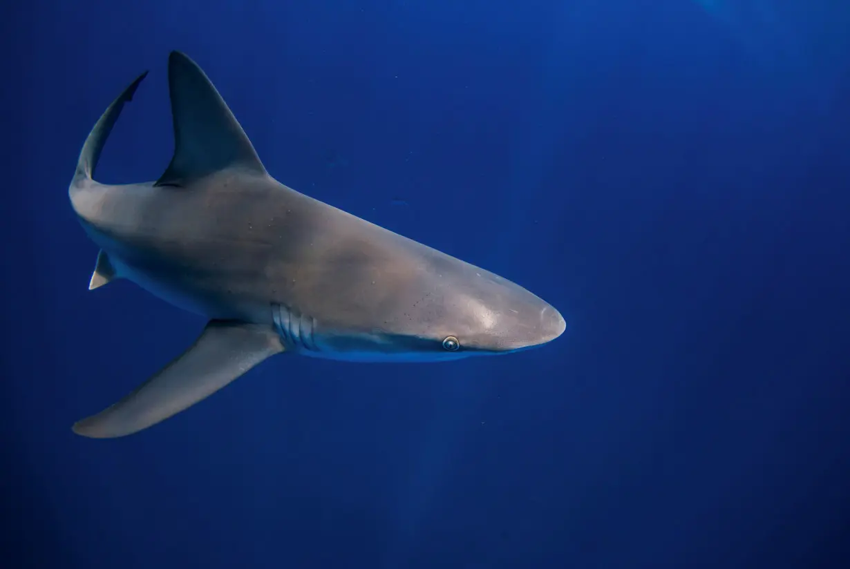 People take the plunge with a shark dive in Florida