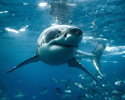 Shark Week! How to avoid attacks and more