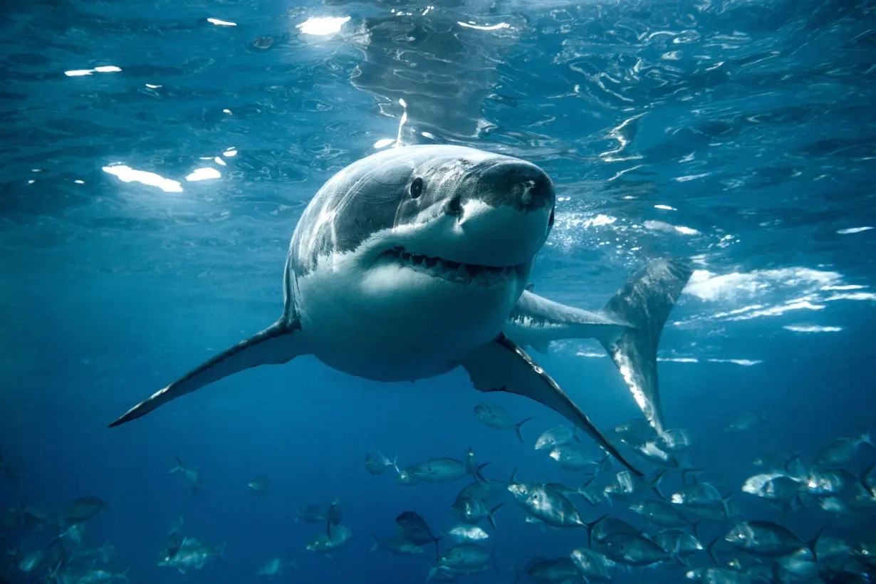 Shark Week! How to avoid attacks and more