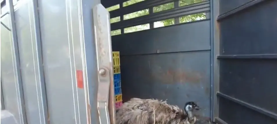 Runaway emu, spooked by 4th of July fireworks, returned home after escaping Bucks County farm