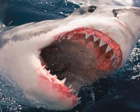 How to survive a shark attack – or better yet, avoid one entirely