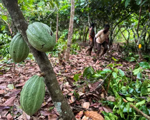 Soil moisture helps Ivory Coast's cocoa main crop grow