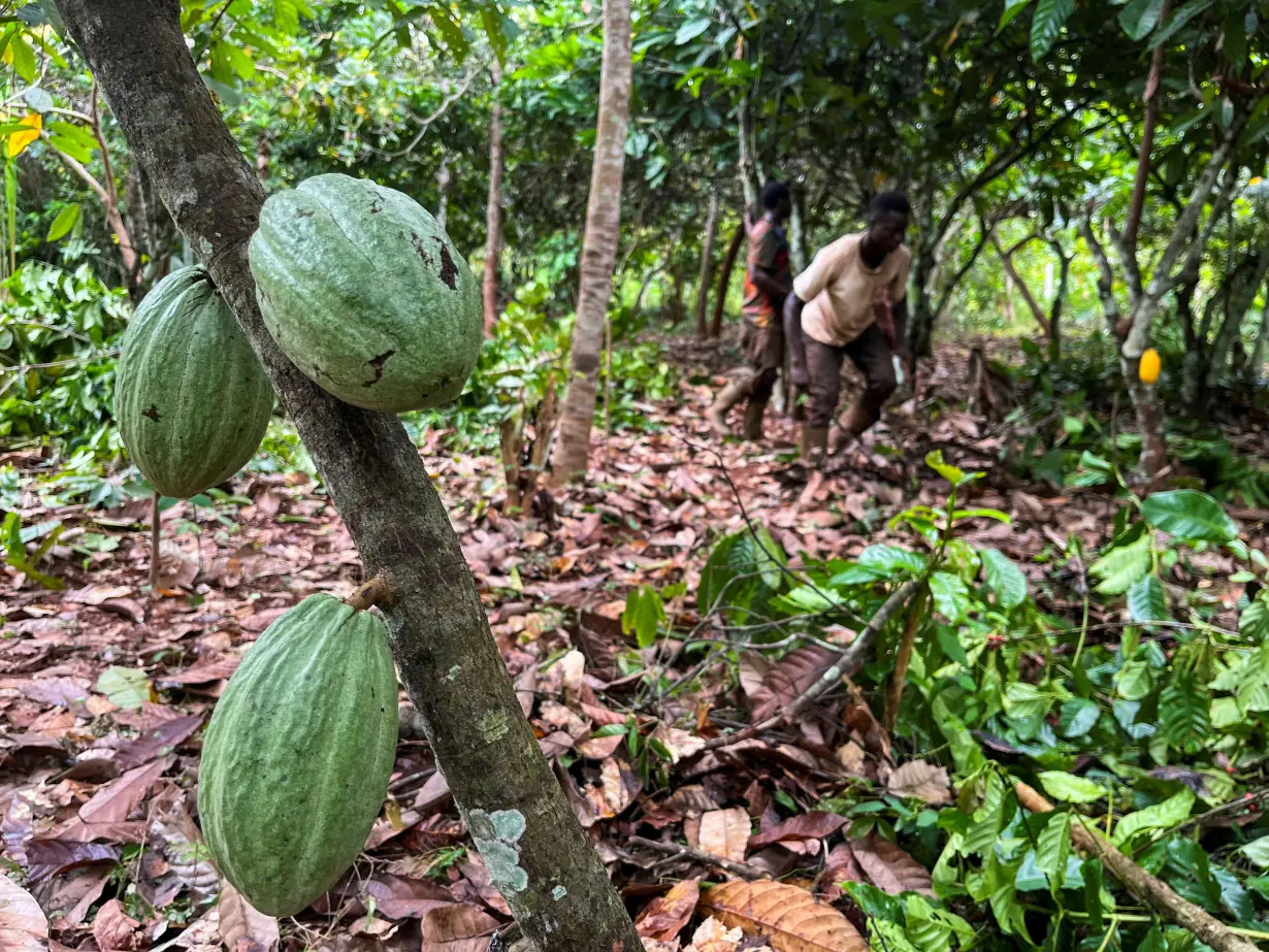 FILE PHOTO: Farmers work at a cocoa farm in Daloa, Ivory Coast