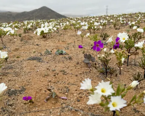 Chile desert surprises with rare winter bloom