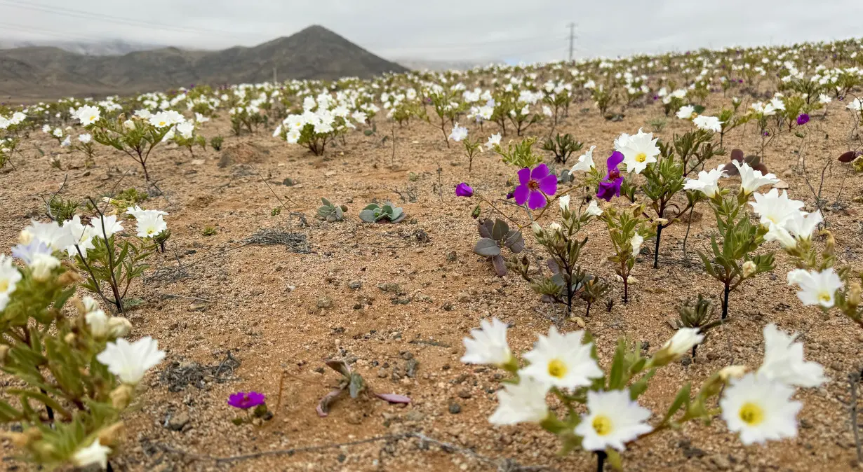 'Desierto Florido' on the Atacama desert, Chile