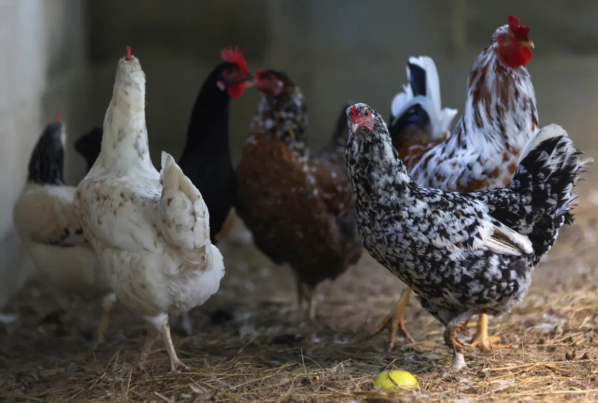 Chickens walk inside a coop at a private poultry farming at a ranch in Rio de Janeiro