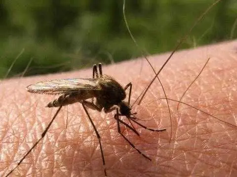 Mosquito samples test positive for West Nile Virus