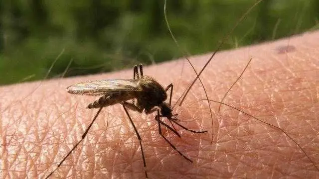 Mosquito samples test positive for West Nile Virus