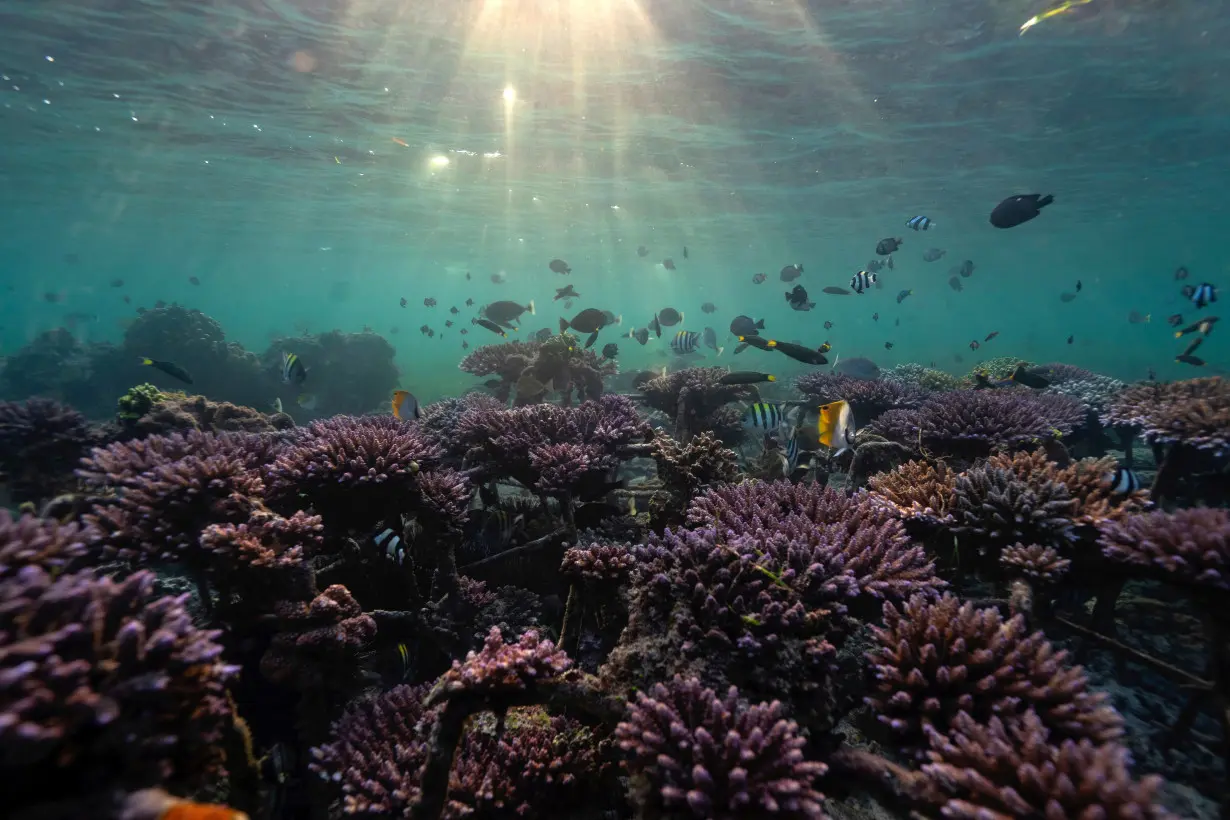 Fish swim at a coral reef garden in Nusa Dua, Bali